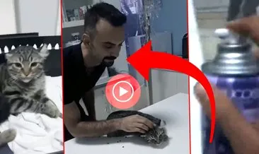 Son dakika: Veteriner kedilere oda spreyi sıktı! Skandal görüntülere sosyal medyada tepki yağdı!