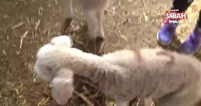 Kahramanmaraş’ta Anne diye meleyen yeni doğmuş kuzu görenleri şaşırtıyor | Video