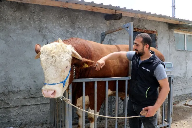 Değer biçilemiyor: Tam 1 ton 42 kilogram!