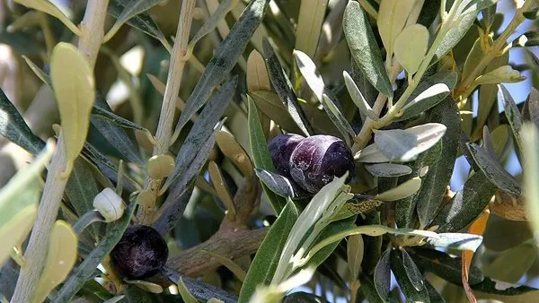 Madencilik Faaliyetleri