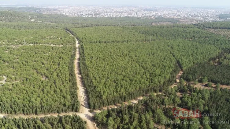 Son dakika haberi: Duygu Çelikten cinayetinde tüyler ürperten detay! 10 bin TL karşılığında...