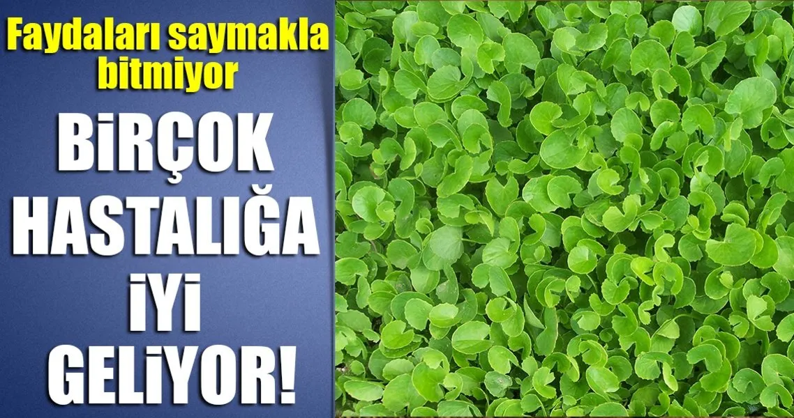 her derde deva gotu kola bitkisiyle tanisin sayfa 2 saglik haberleri