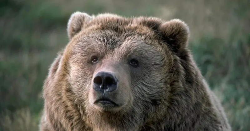 ruyada ayi gormek nasil yorumlanir ruyada ayi kovalamasi ayi yavrusu ve boz ayi gormek neye isarettir ruya tabirleri haberleri