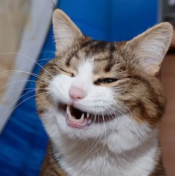 İnternetin yeni fenomeni: Rixie
