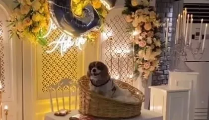 Sosyal medya bu videoyla çalkalanıyor! Düzce’de 6 yaşındaki köpeğe akıl almaz doğum günü partisi