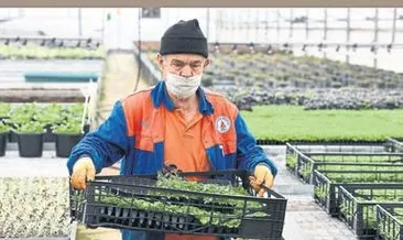 2 bin 500 saksı evlere dağıtılıyor