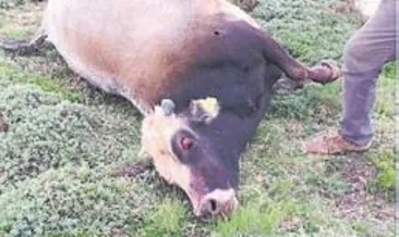 3 büyükbaş tüfekle vuruldu