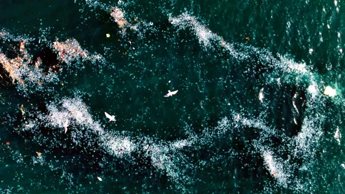 Boğaz’da kirlilik denizanalarını yüzeye çıkardı Boğaz’da kirlilik denizanalarını yüzeye çıkardı