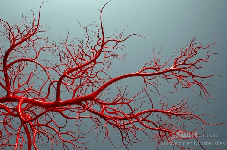 Vücuttaki damarların belirginleşmesinin nedenleri