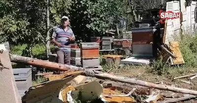 Aç kalan ayı köye indi, kovanlardaki arıları telef etti | Video