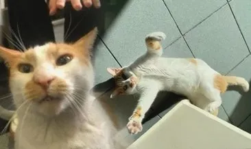 Öğretmen Kedi Faruk’u camdan aşağı attı: Ayağa kalkanın sınavını iptal ederim!