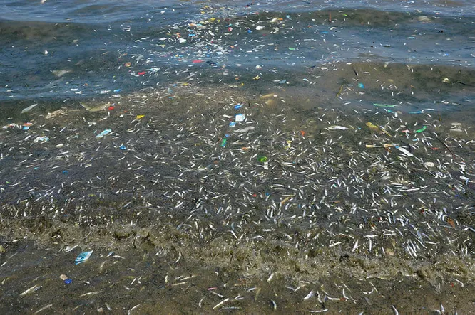 Çevre ve Şehircilik Bakanlığından Küçükçekmece Gölü'ndeki balık ...