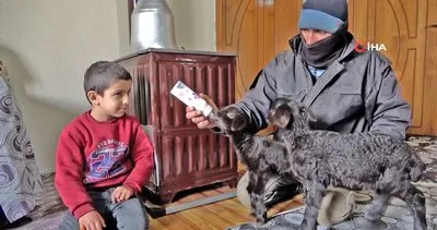 Muş’ta annesiz kalan kuzuların biberonla beslendiği yürekleri ısıtan anlar kamerada | Video