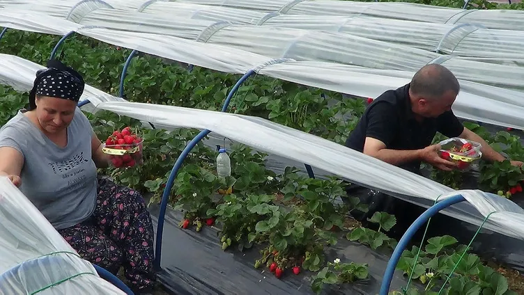 5 yıl önce 5 fideyle başladı şimdi para basıyor!