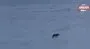 Aç kalan kurtlar vadiye indi | Video
