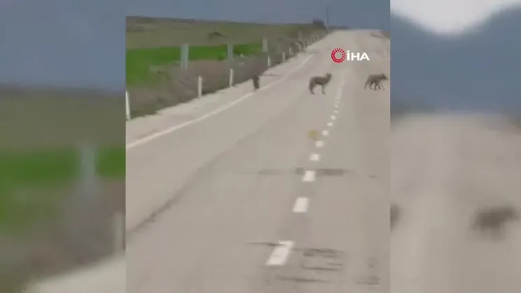 Kemah’ta kurt sürüsü görüntülendi | Video
