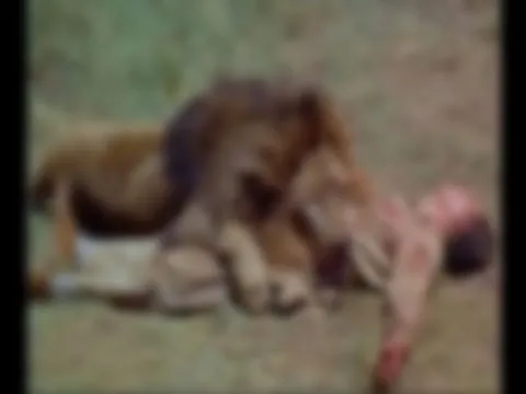 Kaçak gergedan avcılarını aslanlar yedi!
