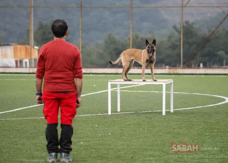 Hayat kurtaran köpekler uluslararası arama kurtarma sertifikası için yarıştı!