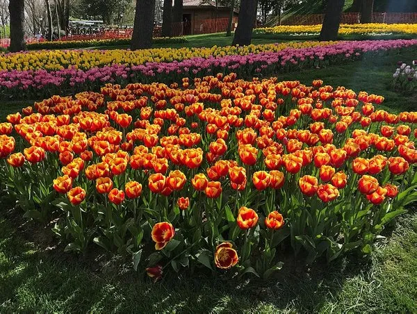 İstanbul'da lale devri!
