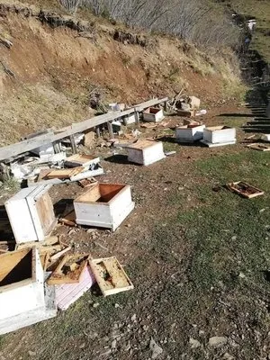 Artvin’de kış uykusuna yatmayan ayılar, arı kovanlarını parçaladı