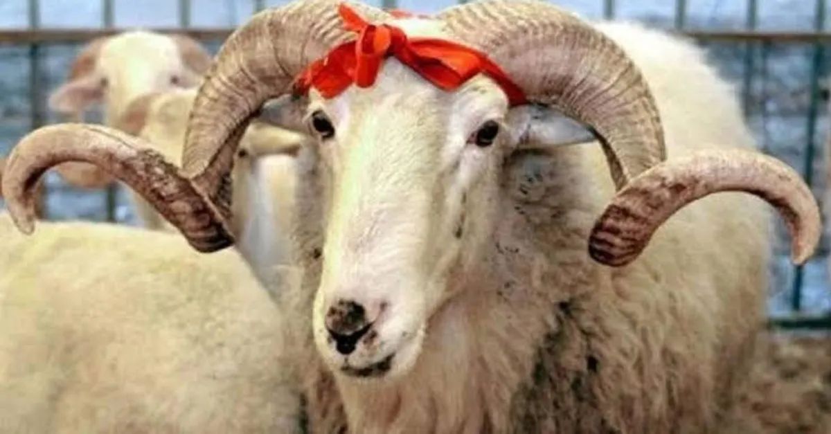 kurban bayrami ne zaman kurban bayrami