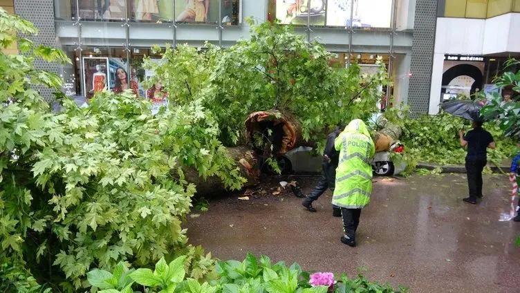 Çınar ağacı otomobilin üzerine devrildi: 1 yaralı