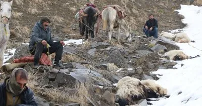 Kurtlar 65 koyunu öldürdü! Sözleri yürek dağladı