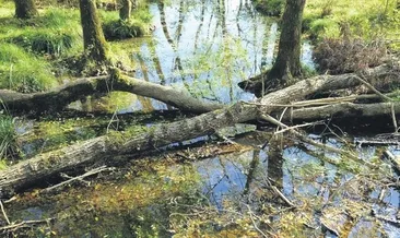 Longozlarda sonbahar güzelliği