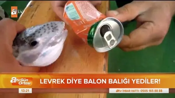 Antalya'da levrek saldıkları balon balığını... | Video