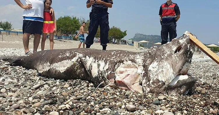 Sahile vuran köpek balığı ölüsüyle turistler fotoğraf çektirdi