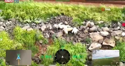 Kaçan kurbanlıklar dronla bulundu