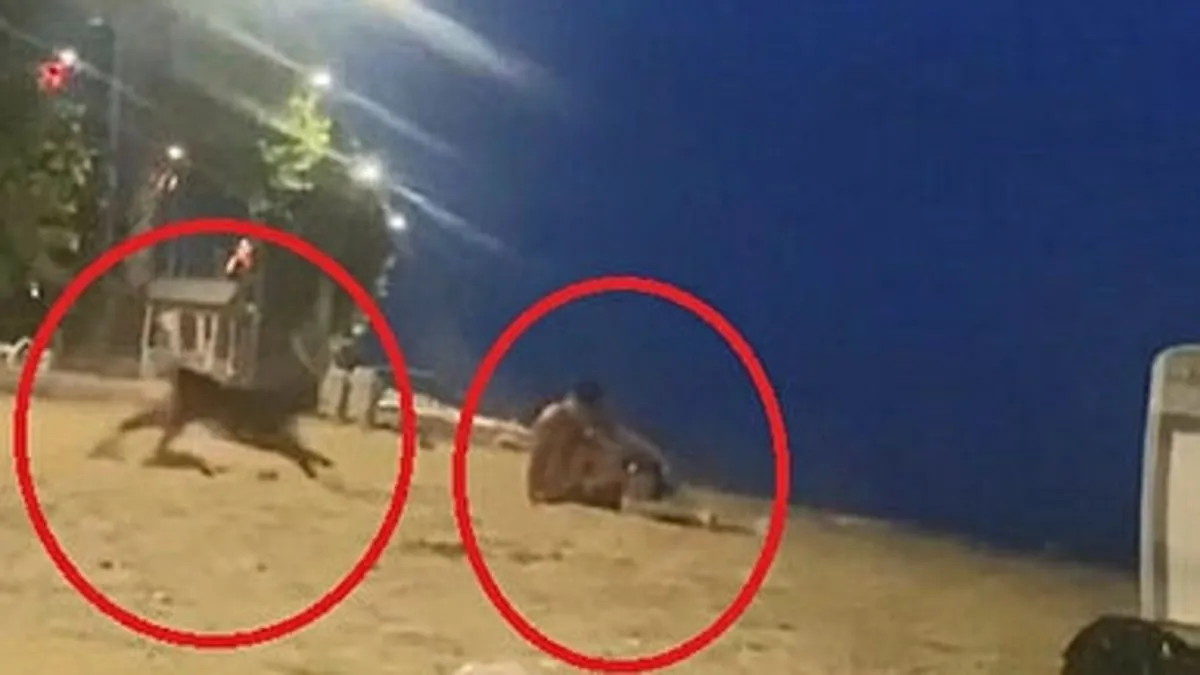 Yalova’da sahipli köpeğin saldırdığı kişi hafif yaralandı