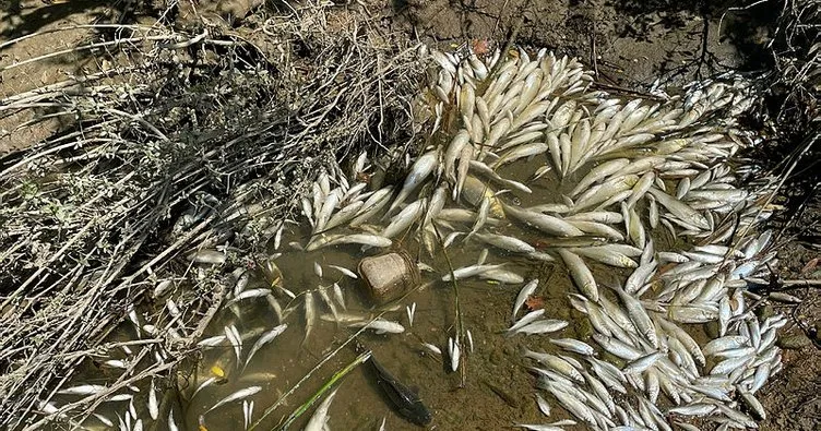 Bakanlık Bartın’daki toplu balık ölümleriyle ilgili harekete geçti