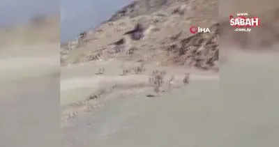 Milli Savunma Bakanlığı’ndan dağ keçileri paylaşımı | Video