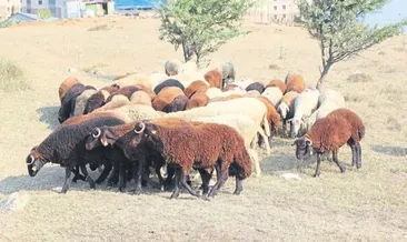 Kurbanlık fiyatları bu yıl cep yakacak
