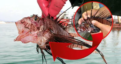 Bu balığa dikkat: Ege’de yayılıyor! Uzman isim uyardı: Çok obur ve fırsatçı!