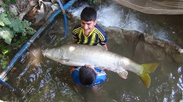 Zap Suyu’nda 60 kilogramlık balık çıktı