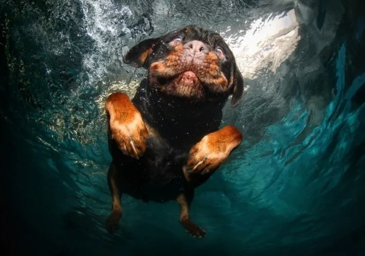 Su altındaki köpekler