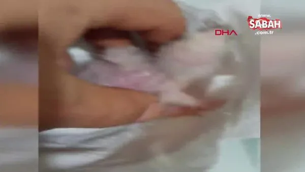 Kocaeli ayağı yamuk doğan yavru papağan kamerada | Video