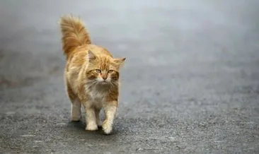 Polonya bilim enstitüsü evcil kedileri istilacı yabancı tür dedi
