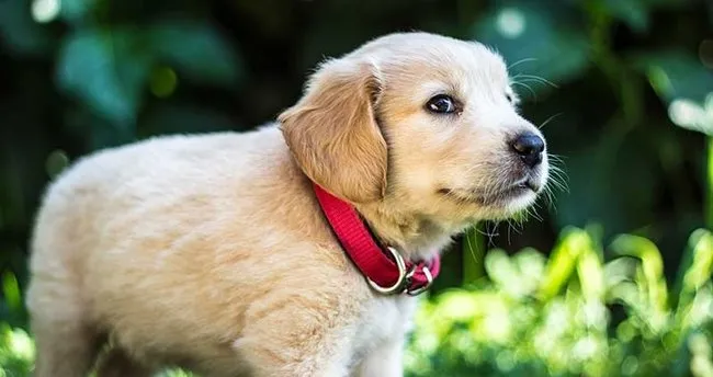Rüyada köpek görmek ne anlama gelir? - En Son Haber
