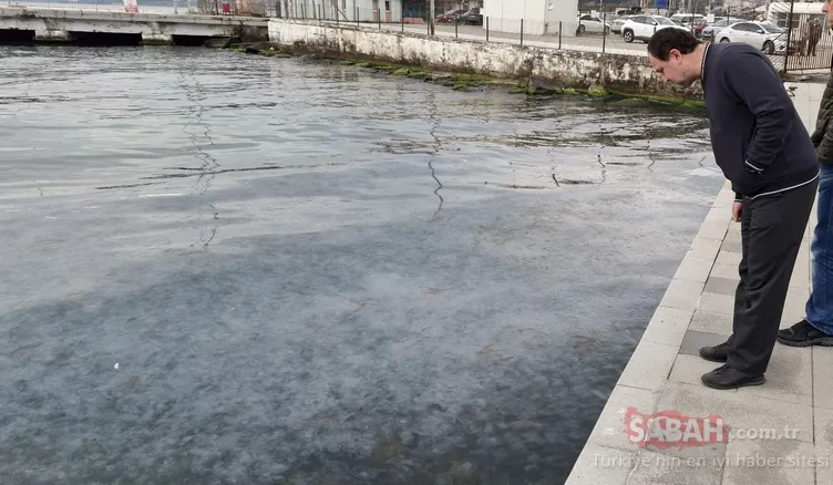 Sinop’ta şaşkına çeviren görüntü: Binlercesi kıyıya vurdu!