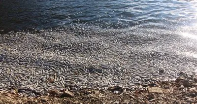 Ölü balıklar karaya vurdu #bolu