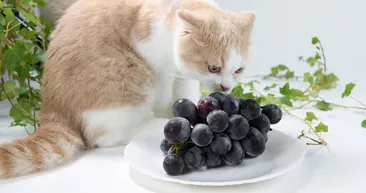 Kediler için ölümcülmüş meğer! Basit bir meyve sanmayın: Adeta sessiz zehir...