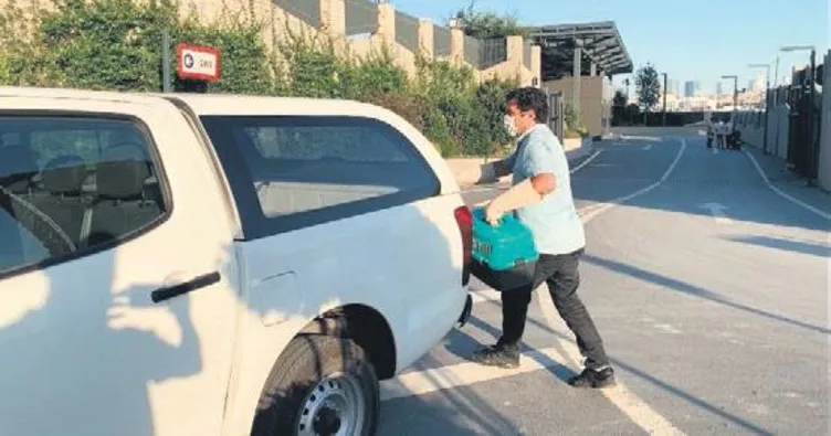 Yaralı yavru kedi hayata böyle tutundu