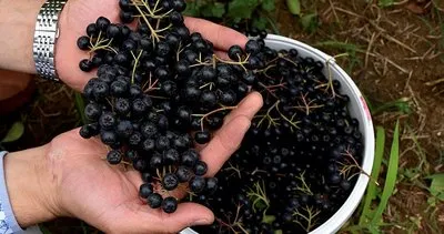 Süper meyve Trabzon’da üreticilerin gelir kapısı olacak