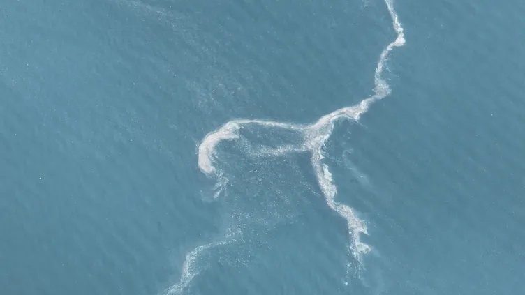 İstanbul’da endişelendiren görüntü: Marmara Denizi’nde ortaya çıktılar!