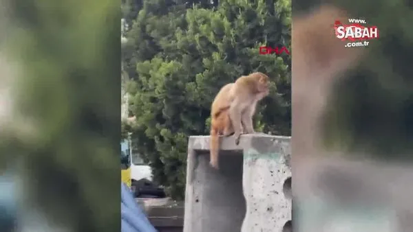 Fatih'te firari maymun | Video