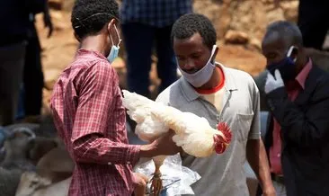 Dünya Sağlık Örgütünden Etiyopya için sarı humma salgını uyarısı