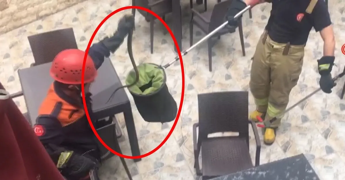 istanbul da yilan panigi yilanlar neden o semtlerde ortaya cikti video